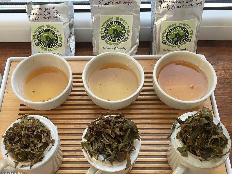 Rolling tea gardens in Darjeeling with mountains in background