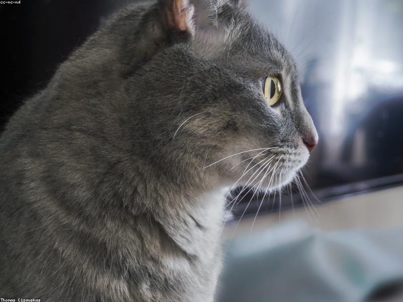 A relaxed cat kneading on a soft blanket