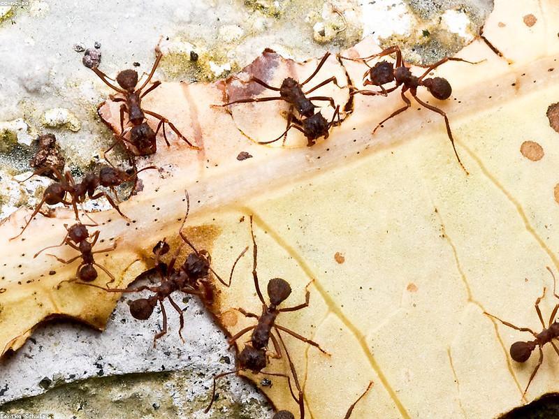A colony of ants working together on soil