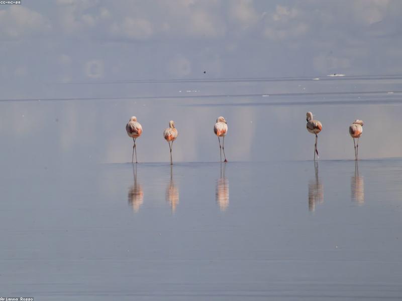 A pink flamingo standing gracefully on one leg in water