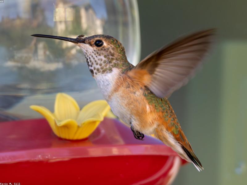 A hummingbird hovering near a bright flower
