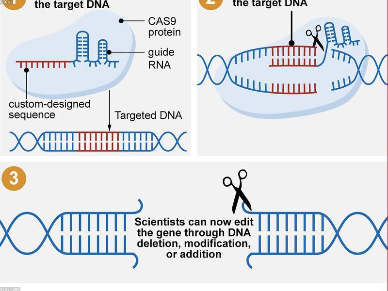DNA strand editing