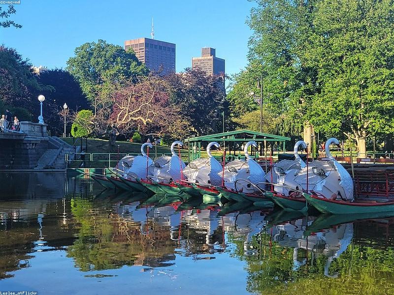 Couple riding swan boats in Boston Public Garden lagoon